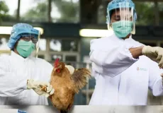Caravelas, Prado e Alcobaça registram casos da influenza aviária H5N1