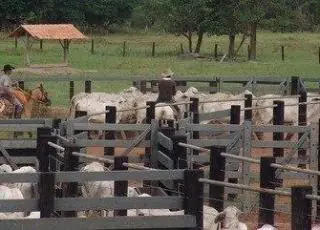 Carne bovina vai ficar mais cara com o fim do embargo chinês