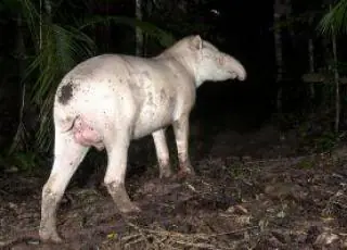 Casal de antas formado com um albino é flagrado no Legado das Águas