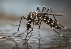 Casos de dengue caem na Bahia, mas seis municípios seguem em epidemia