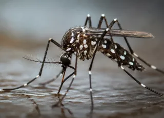 Casos de dengue caem na Bahia, mas seis municípios seguem em epidemia