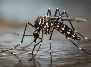 Casos de dengue caem na Bahia, mas seis municípios seguem em epidemia