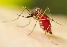 Casos de dengue em gestantes aumentam 345% em 2024