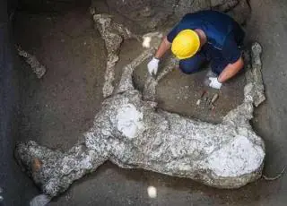 'Cavalo' é encontrado em escavações em Pompeia