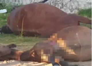Cavalos e éguas são encontrados mortos com marcas de tiro em Nova Viçosa; polícia investiga caso