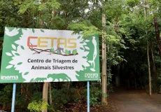 Cetas resgata mais de 3 mil animais silvestres no primeiro semestre e reforça parcerias para a conservação ambiental