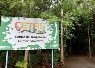 Cetas resgata mais de 3 mil animais silvestres no primeiro semestre e reforça parcerias para a conservação ambiental