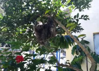 Ciclista avista bicho-preguiça atravessando a rodovia e aciona a PRF para resgatar o animal em Teixeira de Freitas