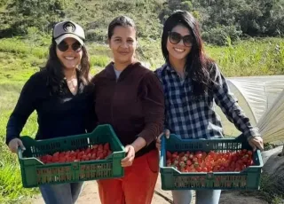 Cientistas baianas descobrem que abelhas sem ferrão podem melhorar produção de morango