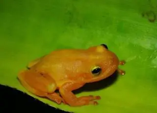 Cientistas descobrem nova espécie de perereca-de-bromélia na Bahia