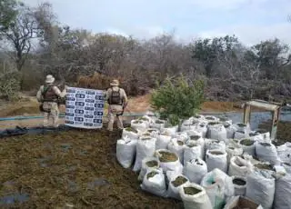 Cipe Nordeste erradica cerca de 140.000 mil pés de maconha em Monte Santo