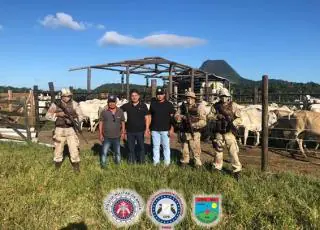 CIPE recupera em fazenda de Itamaraju gado furtado em Medeiros Neto