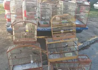 CIPPA apreende pássaros silvestres em Porto Seguro