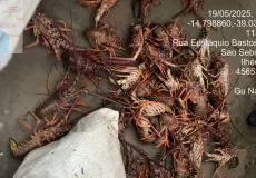CIPPA/Porto Seguro apreende 450 quilos de lagosta pescados ilegalmente em Ilhéus 