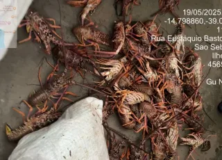 CIPPA/Porto Seguro apreende 450 quilos de lagosta pescados ilegalmente em Ilhéus 
