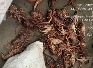 CIPPA/Porto Seguro apreende 450 quilos de lagosta pescados ilegalmente em Ilhéus 