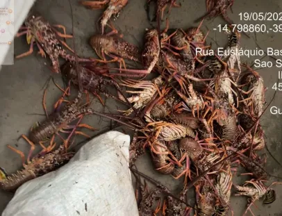 CIPPA/Porto Seguro apreende 450 quilos de lagosta pescados ilegalmente em Ilhéus 
