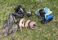 CIPPA/PS Apreende Armas e Animais Silvestres em Operação Contra Caça Ilegal em Itagimirim.
