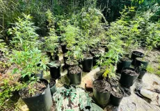 CIPPA/PS descobre cultivo ilegal de maconha em propriedade rural de Itacaré