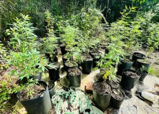 CIPPA/PS descobre cultivo ilegal de maconha em propriedade rural de Itacaré
