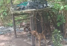 CIPPA/PS e Semac atuam contra maus-tratos e salvam cães em Porto Seguro.