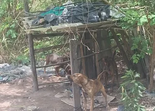 CIPPA/PS e Semac atuam contra maus-tratos e salvam cães em Porto Seguro.