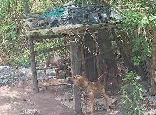 CIPPA/PS e Semac atuam contra maus-tratos e salvam cães em Porto Seguro.