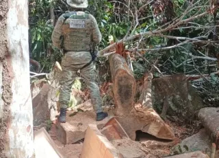 CIPPA/PS flagra desmatamento ilegal em Stª Cruz Cabrália e apreende madeira nativa