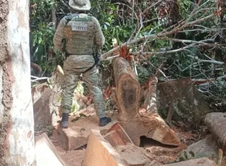 CIPPA/PS flagra desmatamento ilegal em Stª Cruz Cabrália e apreende madeira nativa