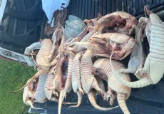 CIPPA/PS  flagra  em uma casa de Belmonte 16 tatus e 01 paca congelados  em um freezer 