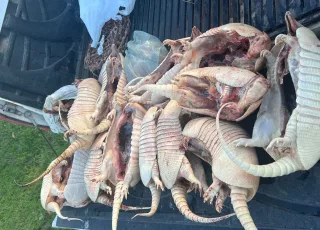 CIPPA/PS  flagra  em uma casa de Belmonte 16 tatus e 01 paca congelados  em um freezer 