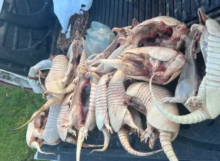 CIPPA/PS  flagra  em uma casa de Belmonte 16 tatus e 01 paca congelados  em um freezer 