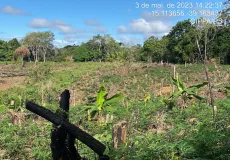 CIPPA/PS notifica proprietário rural por desmatar 4.000 m² de vegetação da Mata Atlântica na reserva biológica de Una
