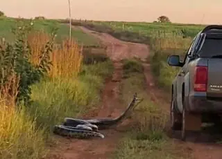 Cobra de 7 metros tenta 'dar o bote' em caminhonete e esposa alerta o marido: 'Tira o braço daí'; veja o vídeo