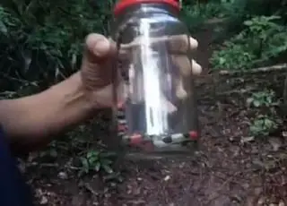 Cobra é encontrada em depósito de merenda em creche de Itamaraju