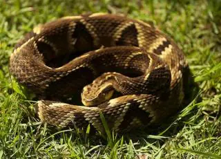 Cobra venenosa é resgatada de motor de carro em pátio de faculdade na Bahia