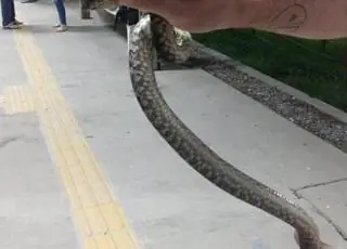Cobra venenosa é encontrada no pátio da UFSB de Teixeira de Freitas
