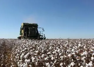 Colheita do algodão na Bahia este ano deve chegar a 520.363 toneladas