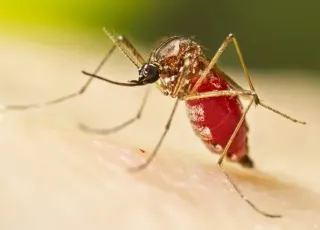 Com 6,3 milhões de casos prováveis, Brasil lidera ranking de dengue