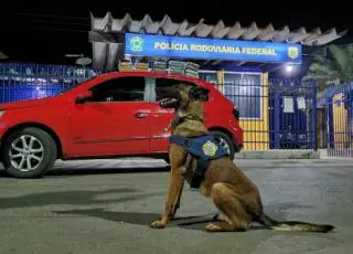 Com ajuda de cão farejador, PRF apreende maconha, cocaína e crack e prende traficante