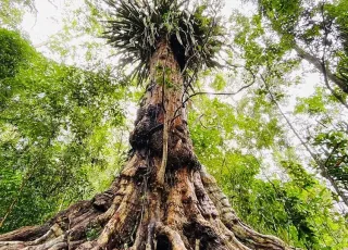 Comissão  da Câmara aprova projeto que cria Monumento Natural do Pau-Brasil em Itamaraju