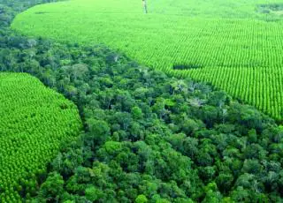 Comissão das Nações Unidas reconhece programa de restauração ambiental da Suzano entre os mais transformadores do Brasil