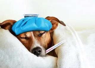 Como diagnosticar e prevenir a Gripe Canina?