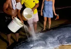 Vídeos - Comunidade de Alcobaça se une para resgatar baleia jubarte encalhada e garante seu retorno ao oceano