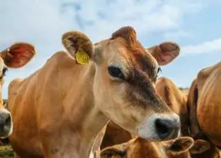 Consumo de carne vermelha, refrigerante e açúcar diminui entre brasileiros