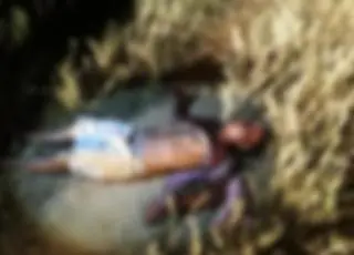 Corpo é encontrado com marcas de bala e perfurações no rosto na zona rural de Itanhém
