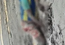 Corpo de idoso, desaparecido em Itamaraju, é encontrado em mata fechada