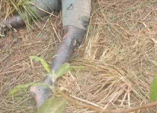 Corpo em estado de esqueletização é encontrado em área de mata em Teixeira de Freitas