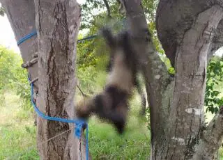 Corpo em fase de mumificação é encontrado em fazenda de Posto da Mata