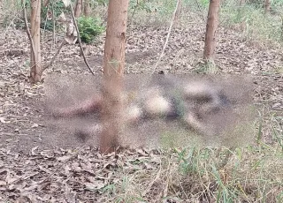 Corpos encontrados em área de eucalipto em Nova Viçosa podem ser de pai e filho desaparecidos; polícia aguarda identificação oficial
